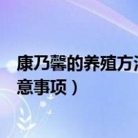 康乃馨的养殖方法和注意事项视频（康乃馨的养殖方法和注意事项）
