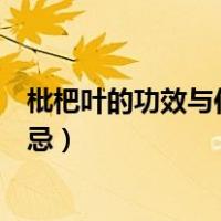 枇杷叶的功效与作用及禁忌症有（枇杷叶的功效与作用及禁忌）