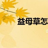 益母草怎样种（益母草种子怎么种）