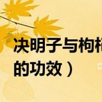 决明子与枸杞子泡水喝的功效（枸杞子泡水喝的功效）