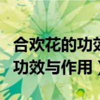 合欢花的功效与作用的功能与主治（合欢花的功效与作用）