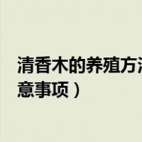 清香木的养殖方法和注意事项修剪（清香木的养殖方法和注意事项）