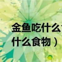 金鱼吃什么食物 家养没饲料怎么养（金鱼吃什么食物）