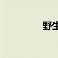 野生山茶油的功效与作用