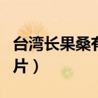 台湾长果桑有什么功效（台湾长果桑介绍及图片）