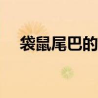 袋鼠尾巴的作用大全（袋鼠尾巴的作用）