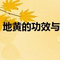 地黄的功效与作用图片（地黄的功效与作用）