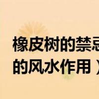 橡皮树的禁忌有哪些风水忌讳有哪些（橡皮树的风水作用）