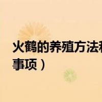 火鹤的养殖方法和注意事项有哪些（火鹤的养殖方法和注意事项）