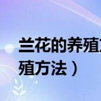 兰花的养殖方法和注意事项 水栽（兰花的养殖方法）