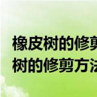 橡皮树的修剪方法图解及养护事项视频（橡皮树的修剪方法）