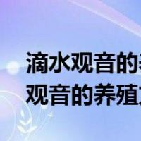 滴水观音的养殖方法和注意事项 盆栽（滴水观音的养殖方法）