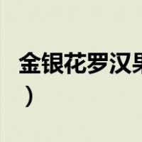 金银花罗汉果功效与作用（罗汉果功效与作用）