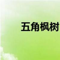 五角枫树15公分的价格（五角枫树）
