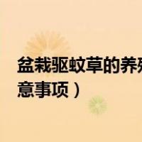 盆栽驱蚊草的养殖方法和注意事项（驱蚊草的养殖方法和注意事项）