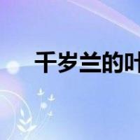千岁兰的叶子能存活多少年?（千岁兰）