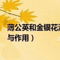 薄公英和金银花泡水喝的功效与作用（金银花泡水喝的功效与作用）