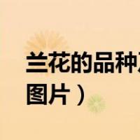 兰花的品种及图片大全 稀有（兰花的品种及图片）