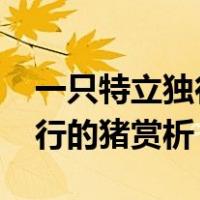 一只特立独行的猪赏析2000字（一只特立独行的猪赏析）