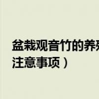 盆栽观音竹的养殖方法（轻松教会你观音竹的养殖方法以及注意事项）