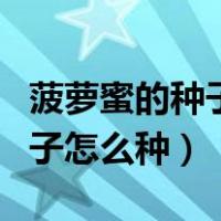 菠萝蜜的种子怎么种才容易种活（菠萝蜜的种子怎么种）