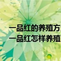 一品红的养殖方法 花百科（一品红的养殖方法和注意事项 一品红怎样养殖）