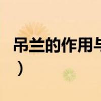 吊兰的作用与功效是什么（吊兰的作用与功效）