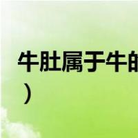 牛肚属于牛的什么部位（牛肚是牛的哪个部位）