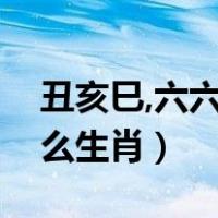 丑亥巳,六六大顺是什么生肖（六六大顺是什么生肖）