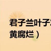 君子兰叶子发黄,烂叶怎么办（君子兰叶子发黄腐烂）