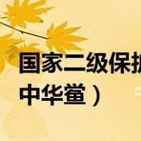 国家二级保护动物中国鲎（国家二级保护动物中华鲎）