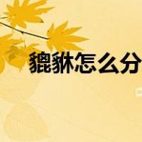貔貅怎么分公母图片（貔貅怎么分公母）