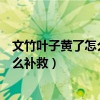 文竹叶子黄了怎么办有什么办法（文竹叶子发黄怎么处理怎么补救）