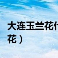 大连玉兰花什么时候开花（玉兰花什么时候开花）