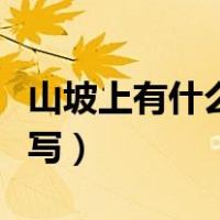 山坡上有什么补充句子（山坡上补充句子怎么写）