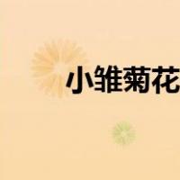 小雏菊花语象征与寓意（小雏菊花）