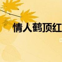 情人鹤顶红歌曲歌词（情人鹤顶红歌曲）