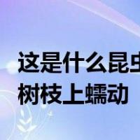 这是什么昆虫？底部黏黏的透明头可以在杨梅树枝上蠕动