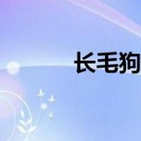 长毛狗品种大全（长毛狗品种）