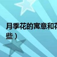 月季花的寓意和花语（月季花语 月季的花语及象征意义有哪些）