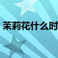 茉莉花什么时候开花（水仙花什么时候开花）