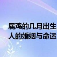 属鸡的几月出生比较好 起名网（属鸡的几月出生最好 属鸡人的婚姻与命运）