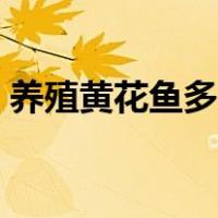 养殖黄花鱼多少钱一斤（黄花鱼多少钱一斤）
