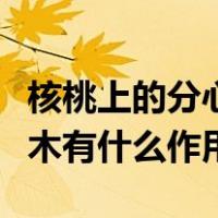 核桃上的分心木有什么作用（核桃中间的分心木有什么作用）
