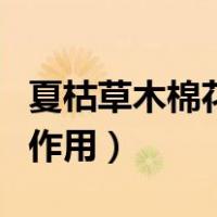 夏枯草木棉花的功效与作用（木棉花的功效与作用）