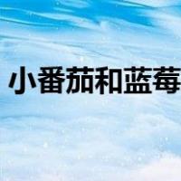 小番茄和蓝莓的营养价值（蓝莓的营养价值）