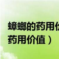 蟑螂的药用价值及用途以及营销策略（蟑螂的药用价值）