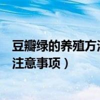 豆瓣绿的养殖方法和注意事项怎么养（豆瓣绿的养殖方法和注意事项）