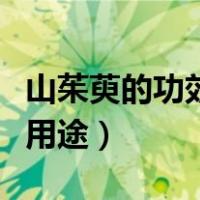 山茱萸的功效及用途与主治（山茱萸的功效及用途）