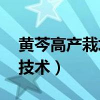 黄芩高产栽培技术,最佳种植时间（黄芩栽培技术）